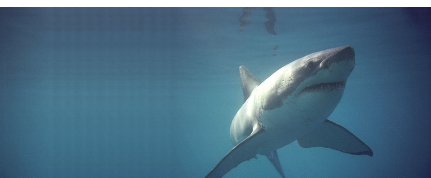 Great White Shark Cage Diving South Africa - Shark Diving Tours - Marine Dynamics  
